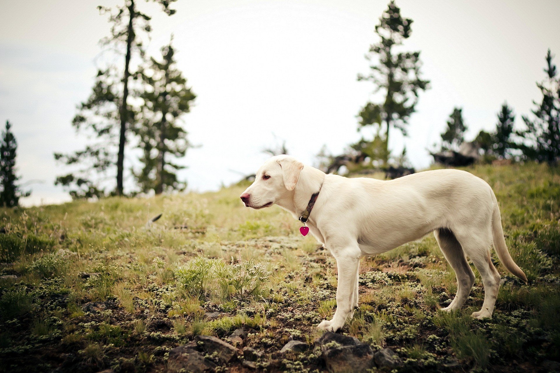 A Labrador Retriever stands on grassy terrain, surrounded by trees, set against a soft focus background, creating a serene nature scene for a HD desktop wallpaper.