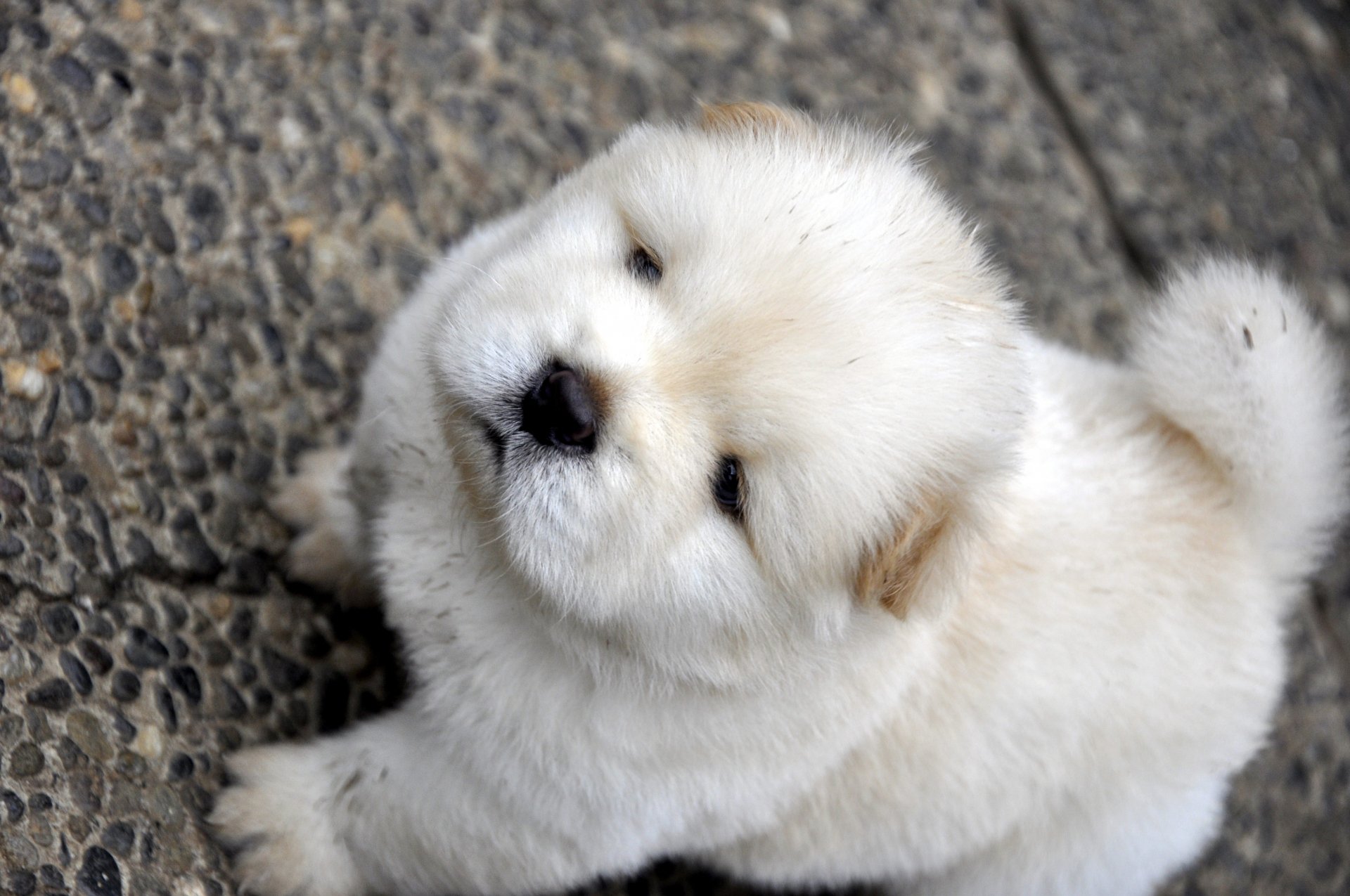 Fluffy white puppy looking up, captured in sharp detail for a 4K Ultra HD PC desktop wallpaper and background.