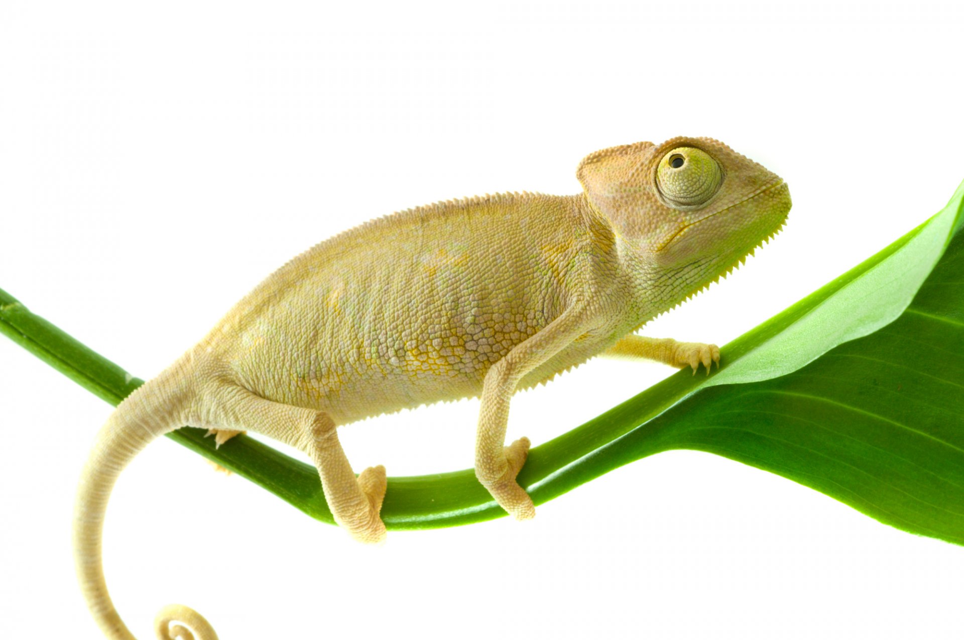 A chameleon perched on a green leaf, showcasing its unique features against a crisp white background. This image serves as a vibrant HD desktop wallpaper and background.