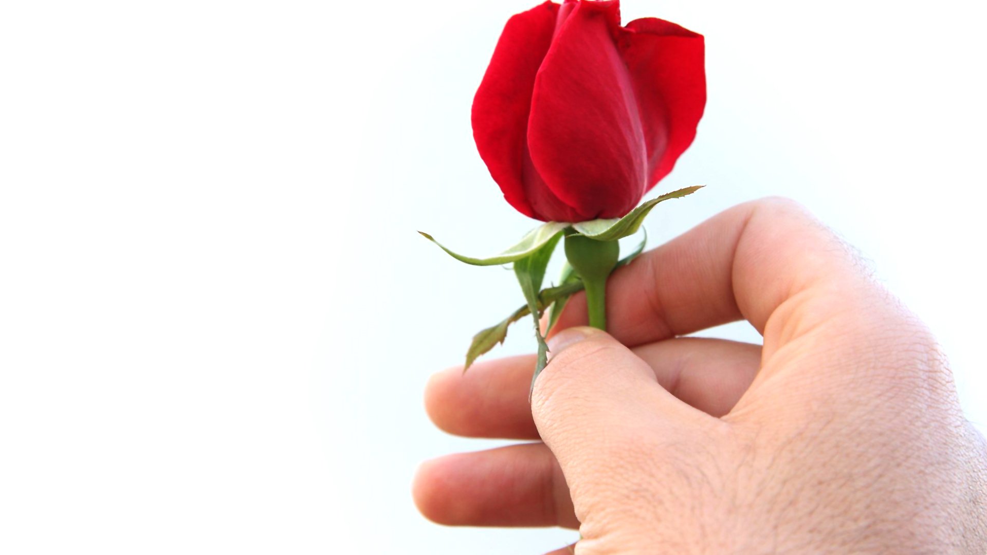 HD photography of a hand holding a single red rose against a clean white background — PC desktop wallpaper/background.