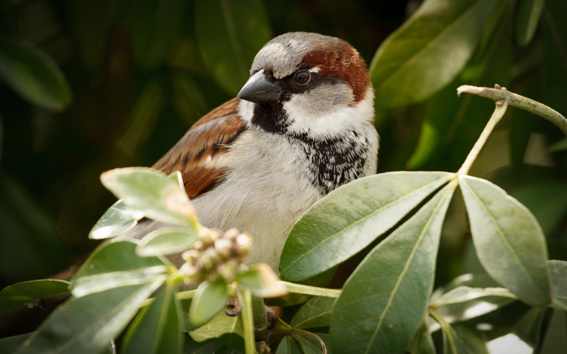 HD PC desktop wallpaper featuring a close-up of a sparrow perched among green leaves in natural light.