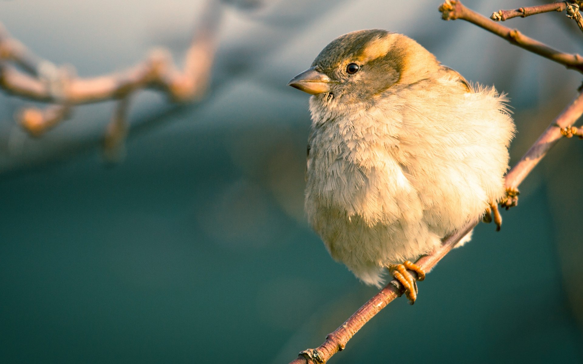 Sparrow HD Wallpaper | Background Image | 2880x1800