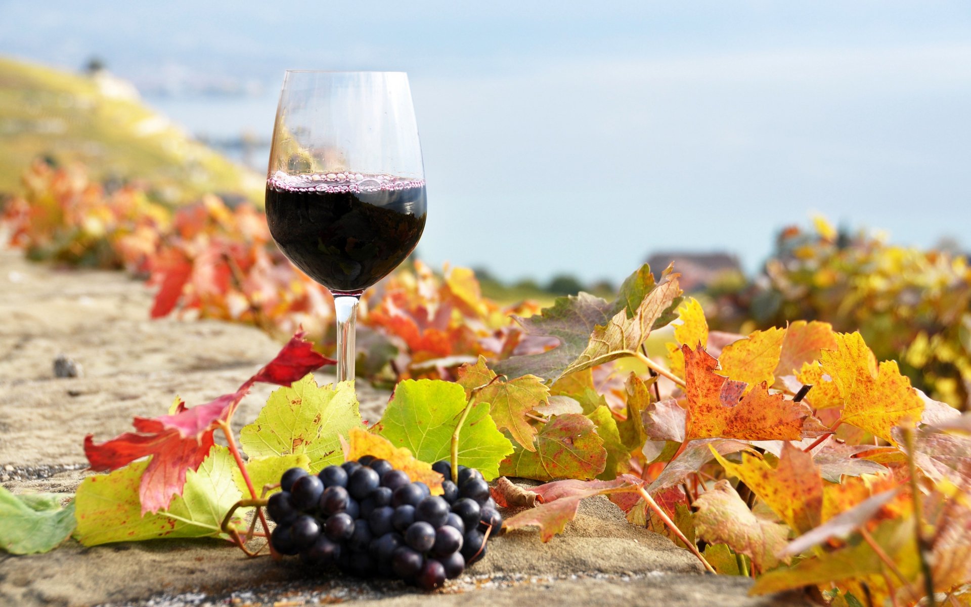 HD PC desktop wallpaper featuring a glass of red wine, black grapes, and colorful autumn leaves set against a scenic outdoor background.