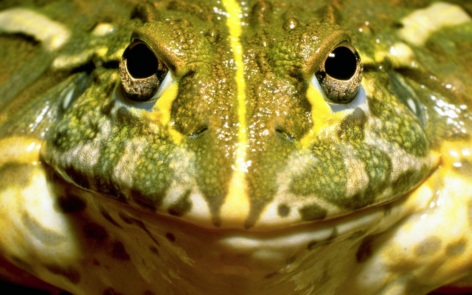 African Bullfrog HD Wallpaper | Background Image | 1920x1200