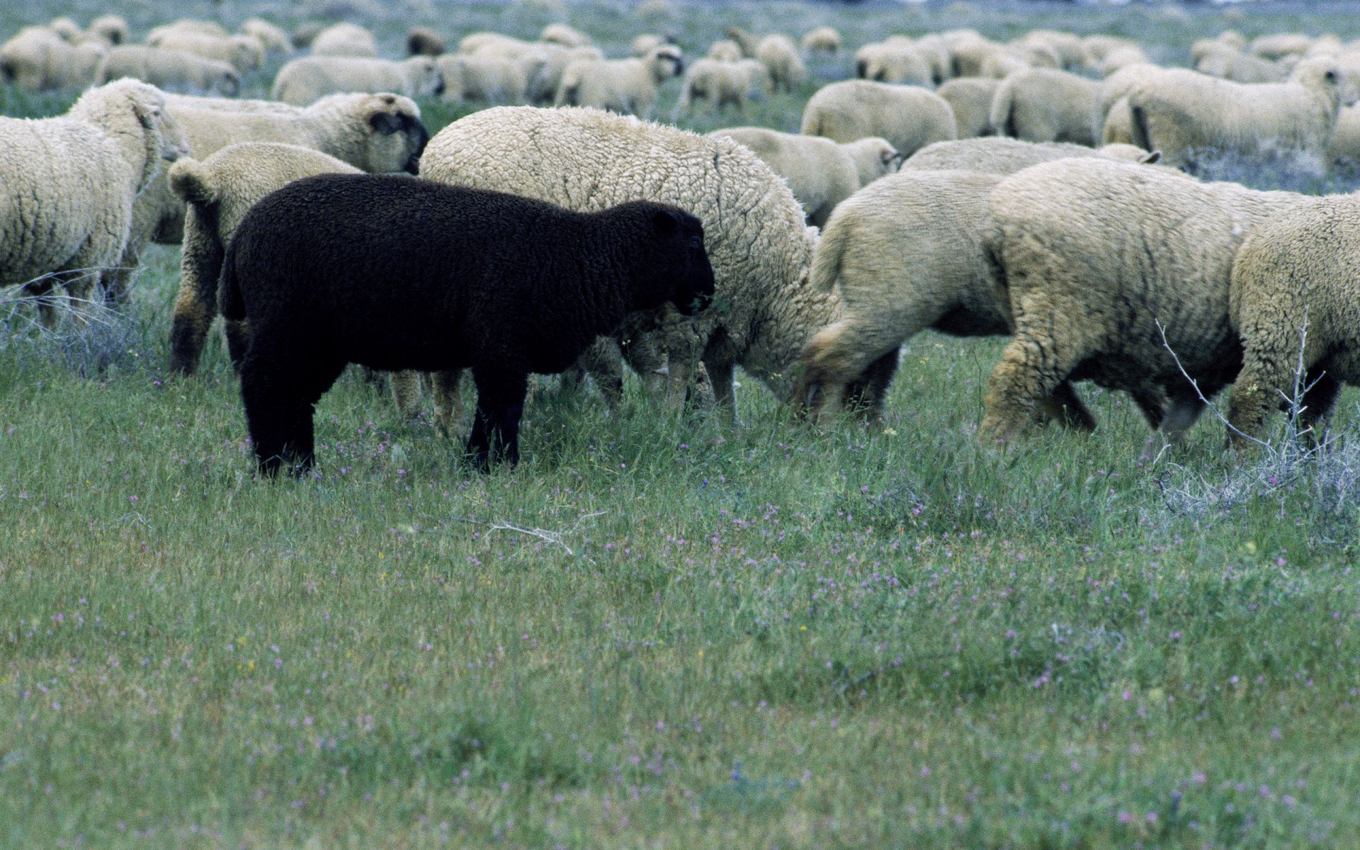 HD desktop wallpaper showing a flock of white sheep grazing in a grassy field with a single black sheep among them.
