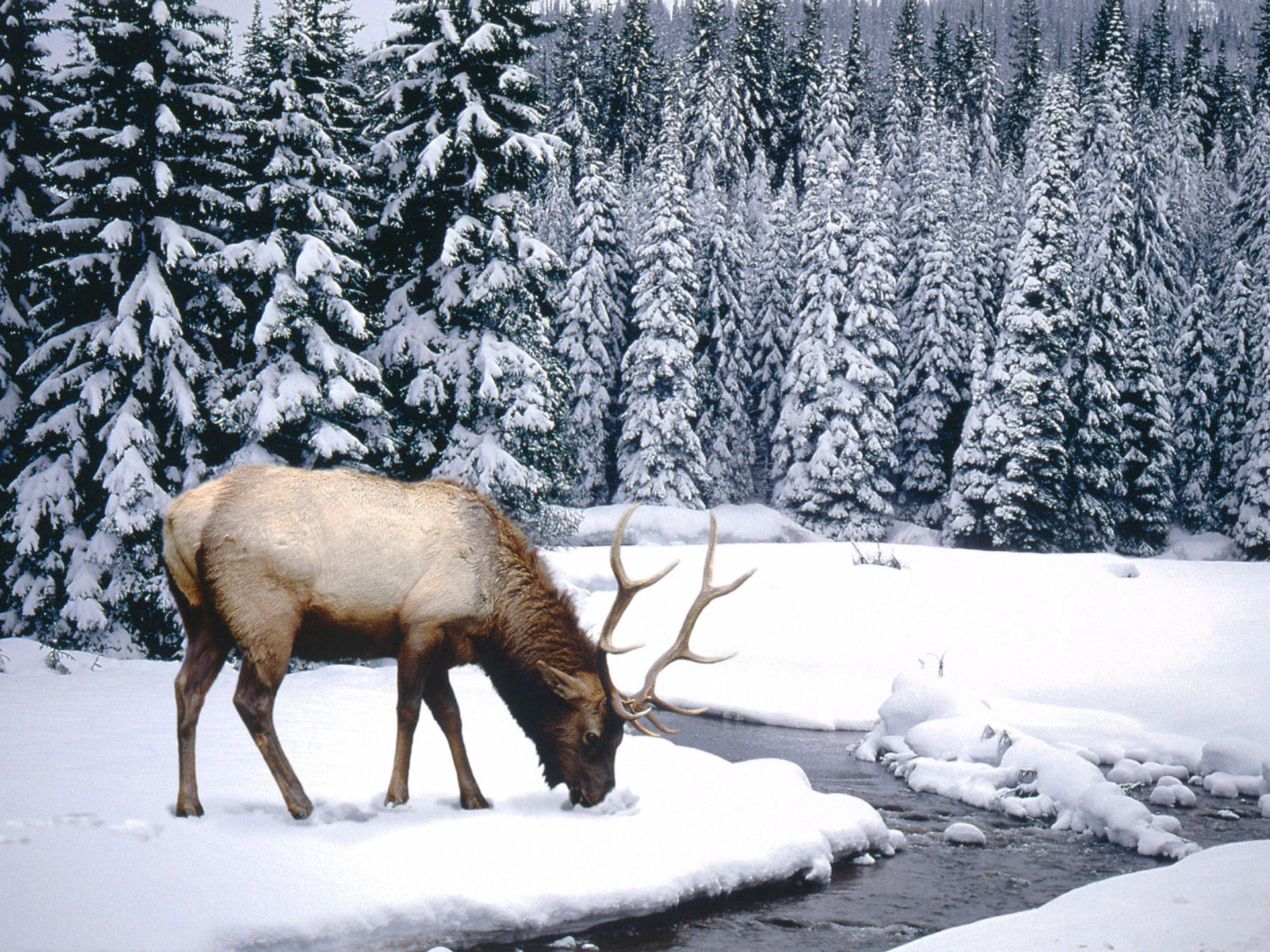 HD PC desktop wallpaper showing a majestic elk grazing by a snowy forest stream, surrounded by snow-covered pine trees in a winter landscape.
