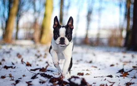 A Boston Terrier joyfully runs through a snowy forest, surrounded by trees and fallen leaves, captured in high definition for a vibrant desktop background.