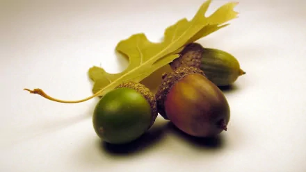 HD desktop wallpaper featuring a close-up view of acorns and an oak leaf against a white background.