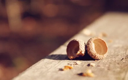 HD desktop wallpaper of an acorn on a wooden surface with a blurred background.