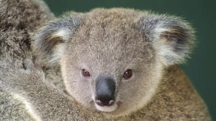 Close-up of a koala, featuring its distinctive round face, large ears, and expressive eyes. This HD image serves as an engaging desktop wallpaper background.