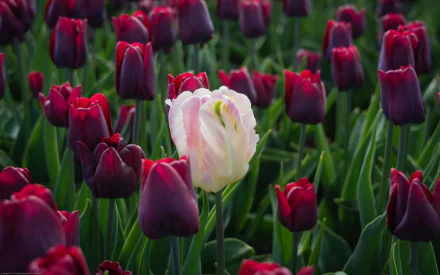 nature tulip HD Desktop Wallpaper | Background Image