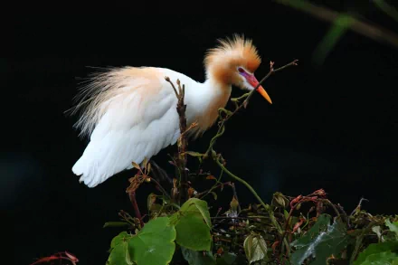HD PC desktop wallpaper featuring a striking egret with fluffed feathers perched on a branch against a dark background.