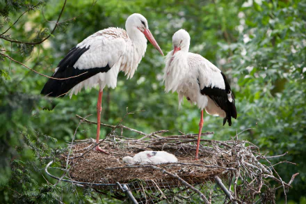 HD PC desktop wallpaper showing a white stork pair standing on a nest with two chicks, surrounded by lush green foliage.