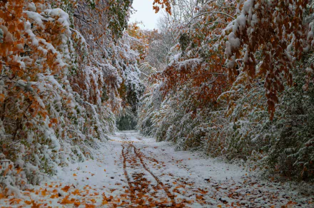 HD PC desktop wallpaper of a snowy forest path with autumn leaves dusted in fresh snow, showcasing a serene nature scene.