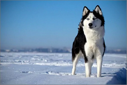 A striking husky stands on a snowy landscape under a clear blue sky, captured in high definition, making for an engaging desktop wallpaper or background.