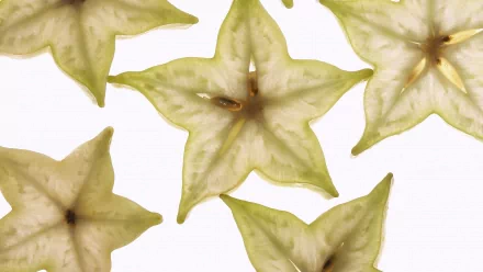 Close-up of translucent starfruit slices on white, vibrant green-yellow food pattern — 2K Quad HD PC desktop wallpaper and background.