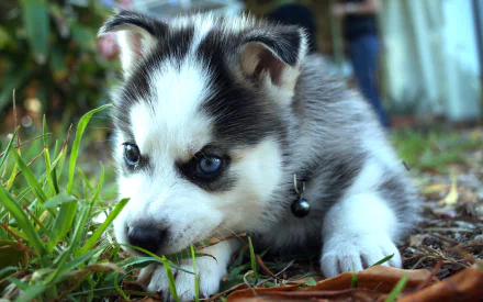 A playful Siberian Husky puppy rests in lush green grass, showcasing its striking blue eyes and fluffy coat, making for a charming HD desktop wallpaper.