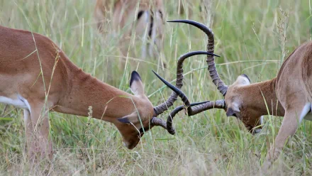 Animal Impala HD Desktop Wallpaper | Background Image