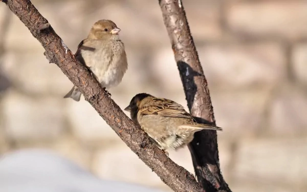 Two sparrows perched on tree branches captured in sharp detail in this 4K Ultra HD PC desktop wallpaper and background.
