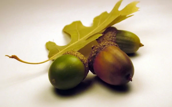 HD desktop wallpaper featuring a close-up view of acorns and an oak leaf against a white background.