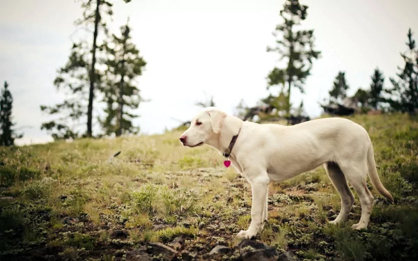 A Labrador Retriever stands on grassy terrain, surrounded by trees, set against a soft focus background, creating a serene nature scene for a HD desktop wallpaper.