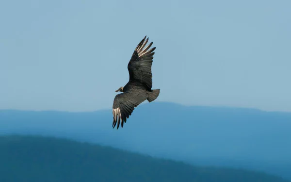 HD PC desktop wallpaper showing a vulture soaring against a clear blue sky with layered mountain silhouettes in the background.