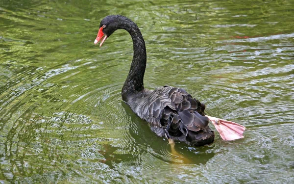 HD desktop wallpaper featuring a graceful black swan gliding on calm green water, showcasing detailed feathers and vibrant colors in an animal-themed background.
