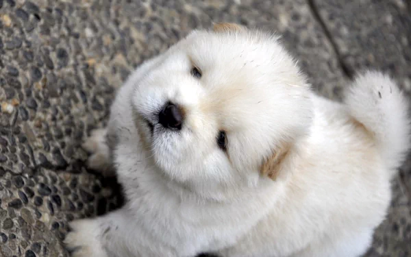 Fluffy white puppy looking up, captured in sharp detail for a 4K Ultra HD PC desktop wallpaper and background.