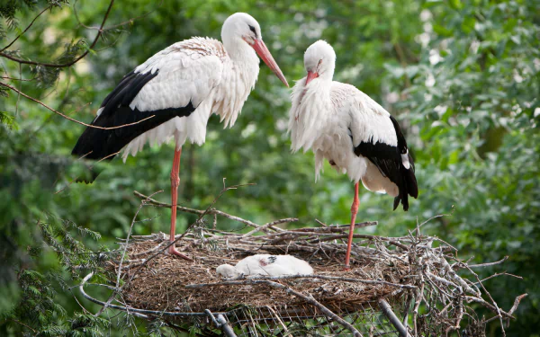 HD PC desktop wallpaper showing a white stork pair standing on a nest with two chicks, surrounded by lush green foliage.