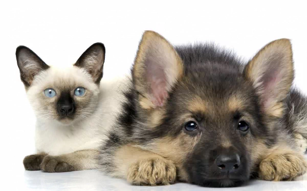 HD wallpaper featuring an adorable Siamese kitten and a German Shepherd puppy lying down together, showcasing their cuteness.