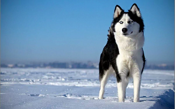 A striking husky stands on a snowy landscape under a clear blue sky, captured in high definition, making for an engaging desktop wallpaper or background.