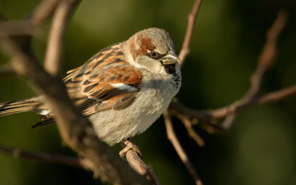 Animal sparrow HD Desktop Wallpaper | Background Image