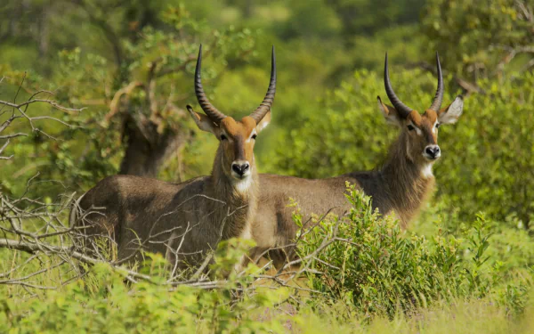 HD PC desktop wallpaper of two antelopes standing alert in a lush green forest clearing with dense foliage in the background.
