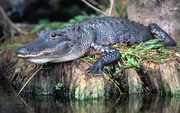 HD desktop wallpaper featuring a close-up of an alligator resting on a grassy tree stump by the water’s edge.