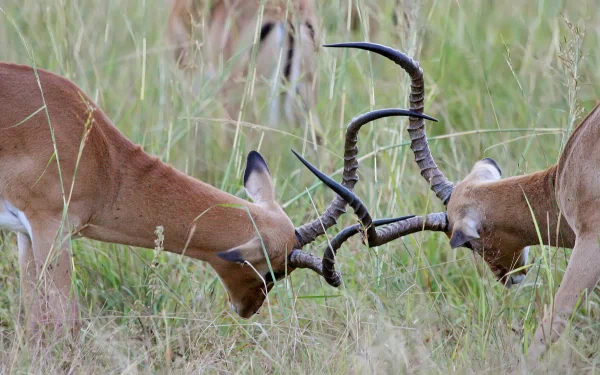 Animal Impala HD Desktop Wallpaper | Background Image