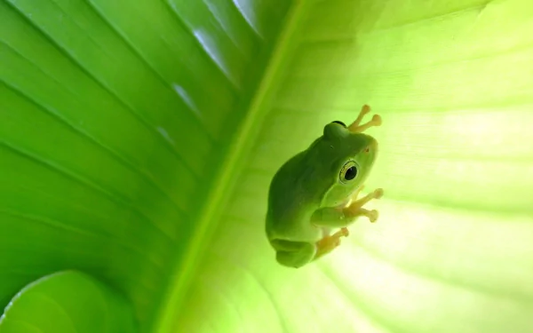 HD desktop wallpaper of a vibrant green tree frog clinging to the underside of a large, illuminated leaf.