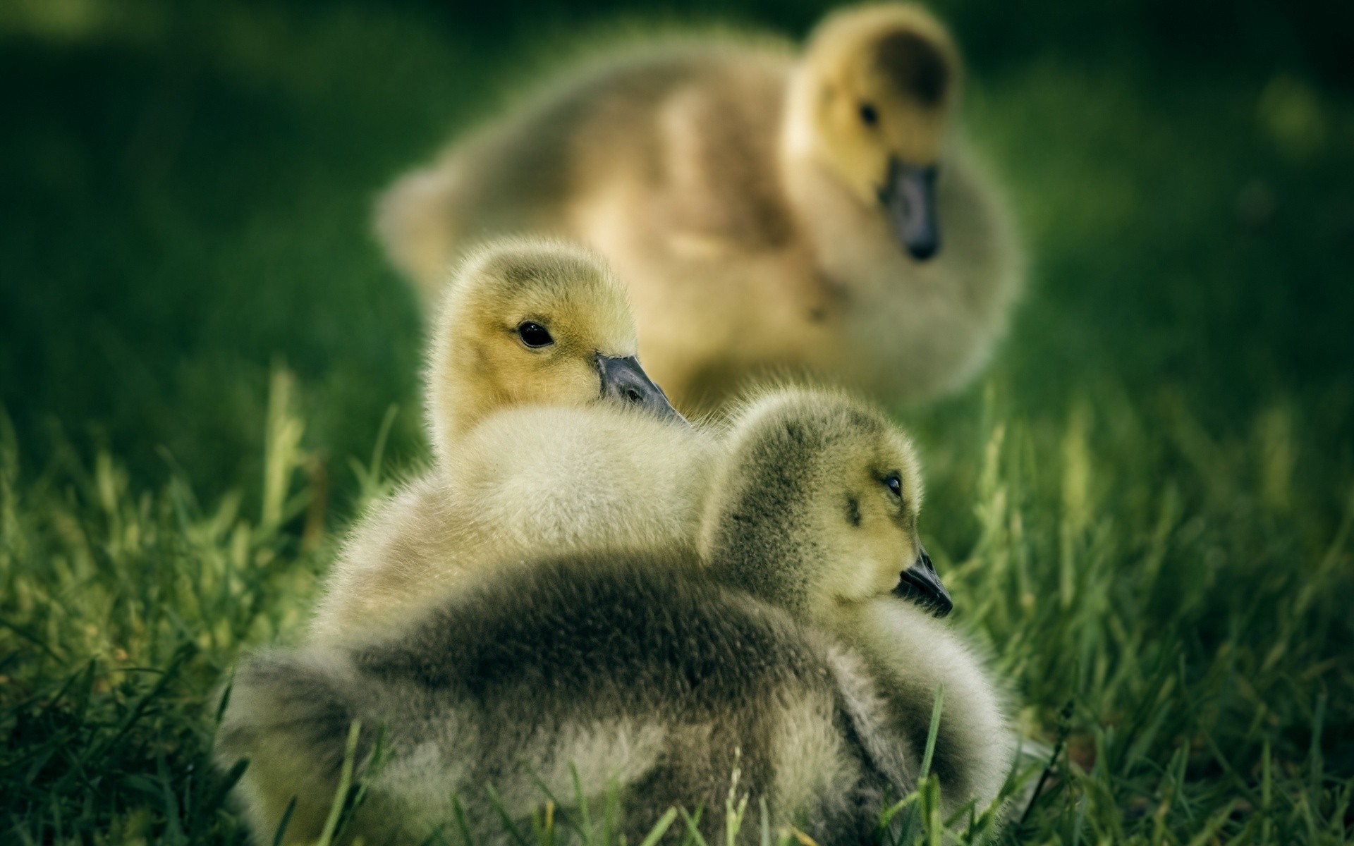 Download Animal Duck HD Wallpaper