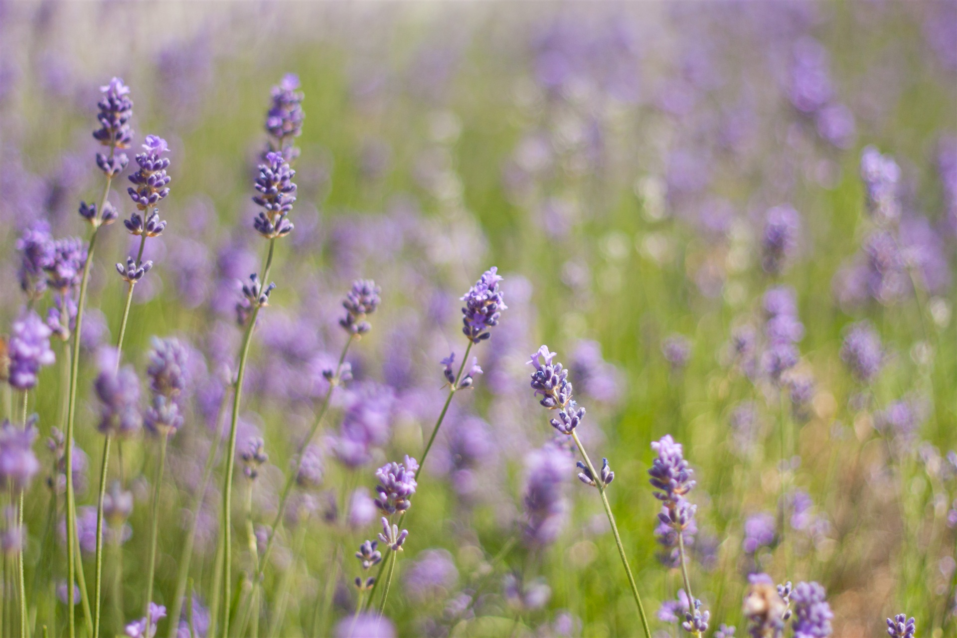 Earth Lavender HD Wallpaper | Background Image