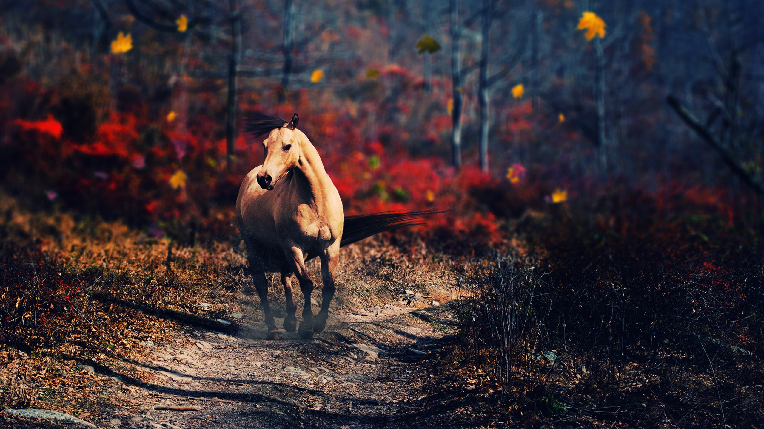 wild horses wallpaper