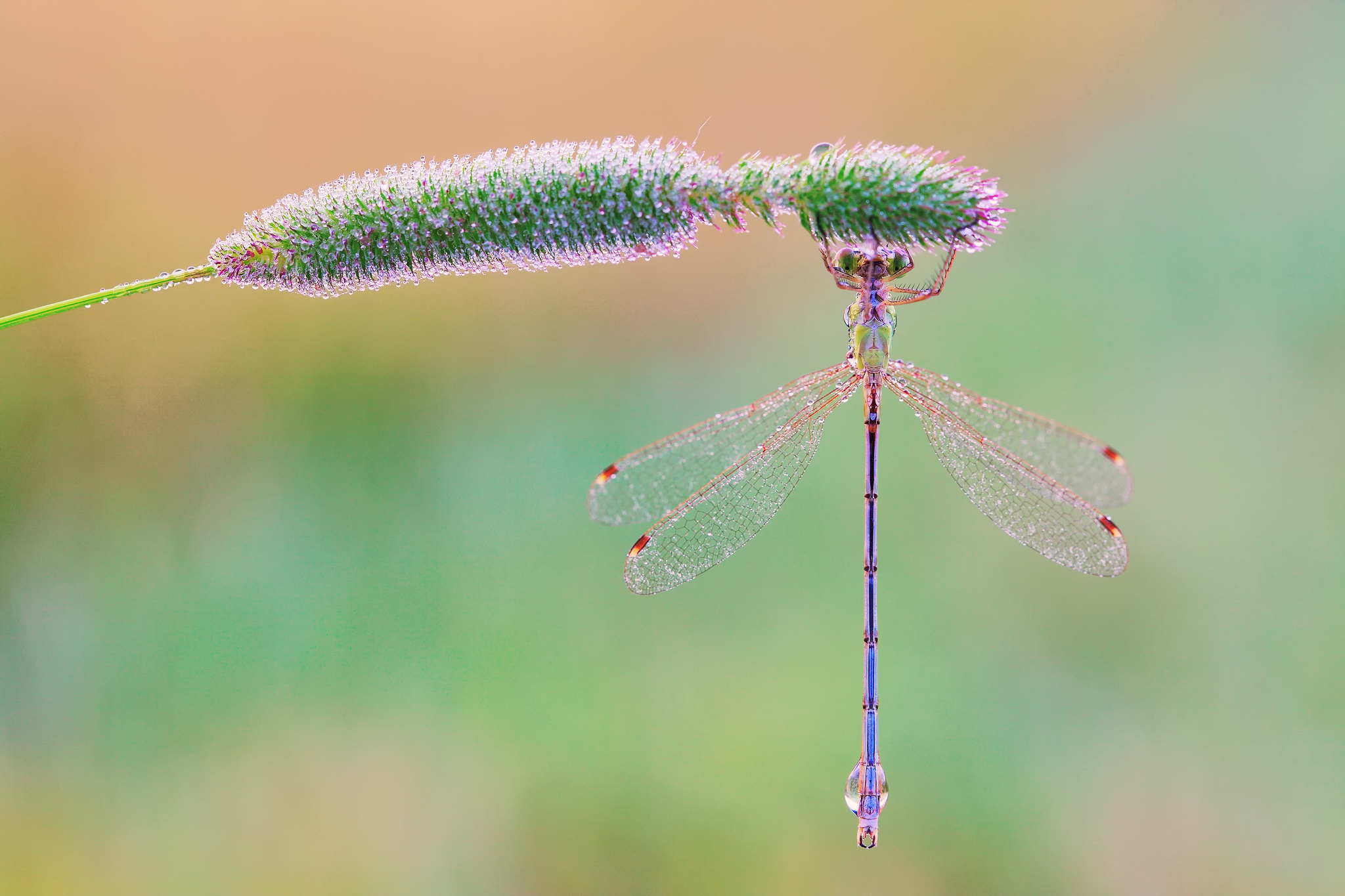 Animal Dragonfly HD Wallpaper | Background Image