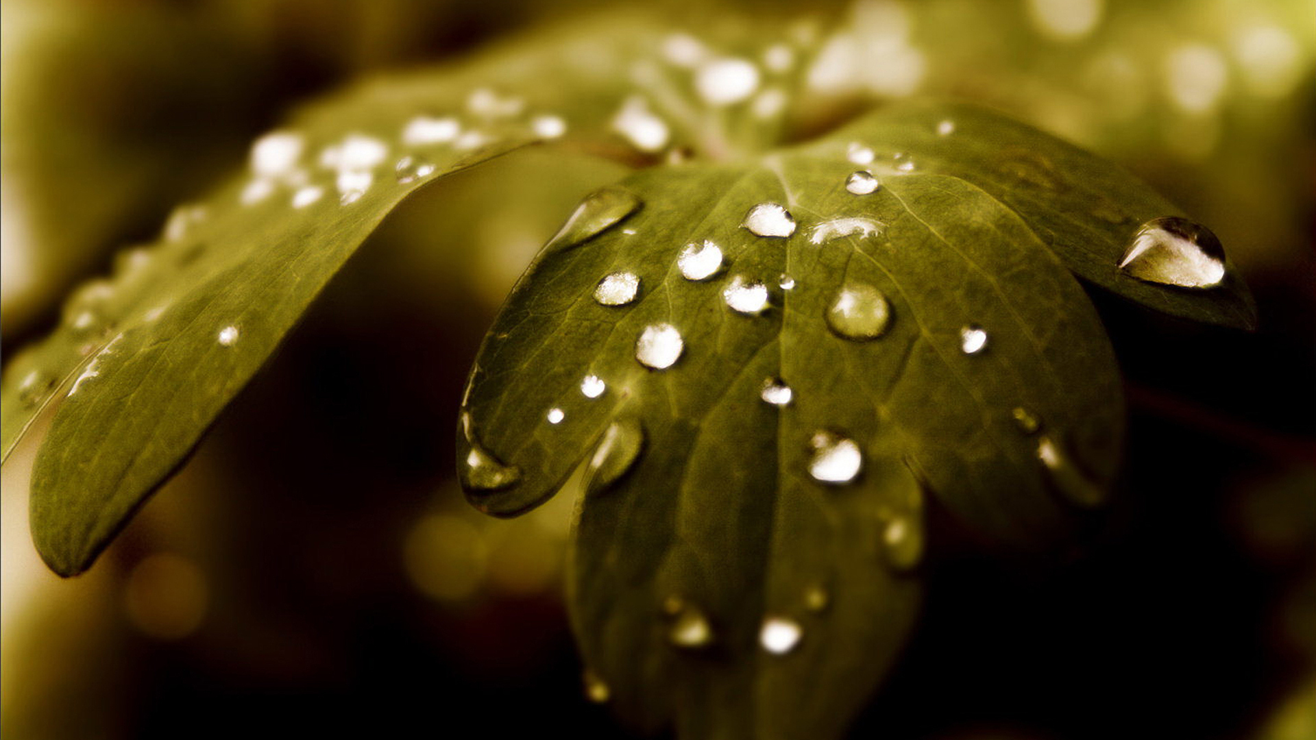 Nature Water Drop Hd Wallpaper