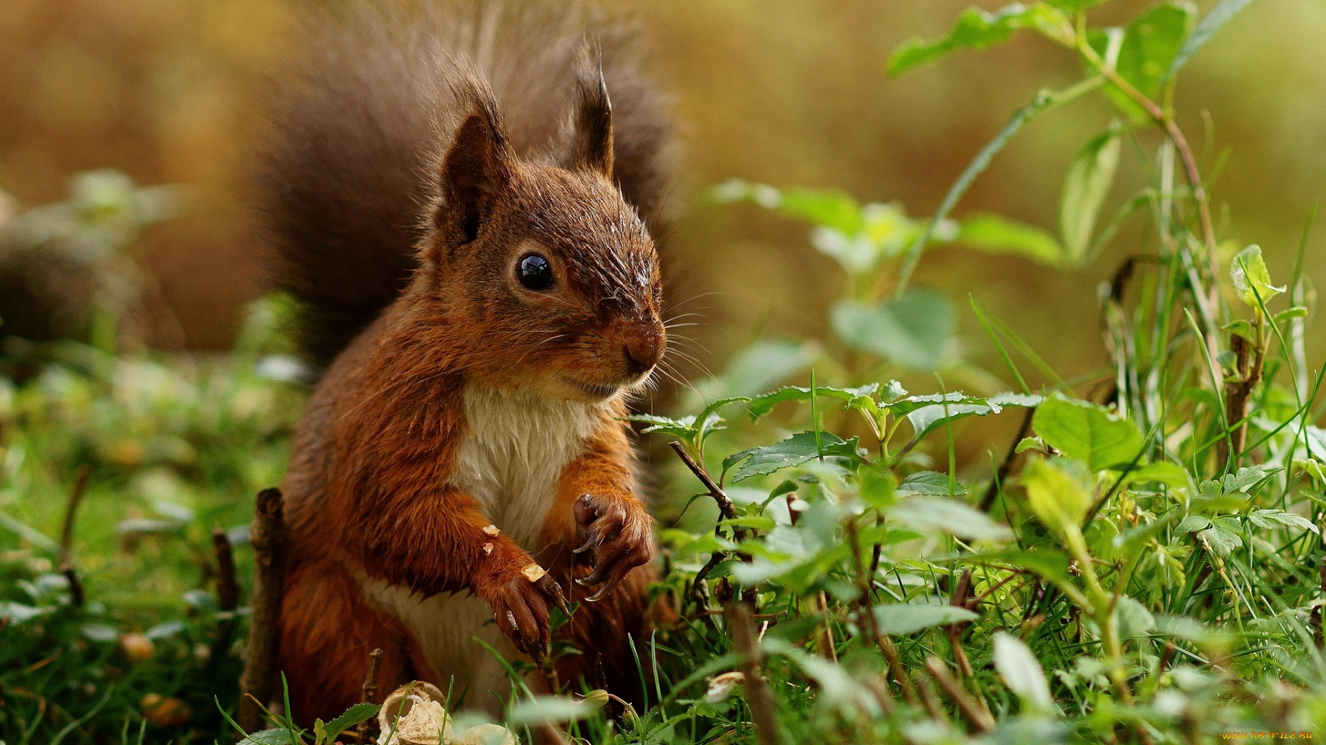 Animal Squirrel HD Wallpaper