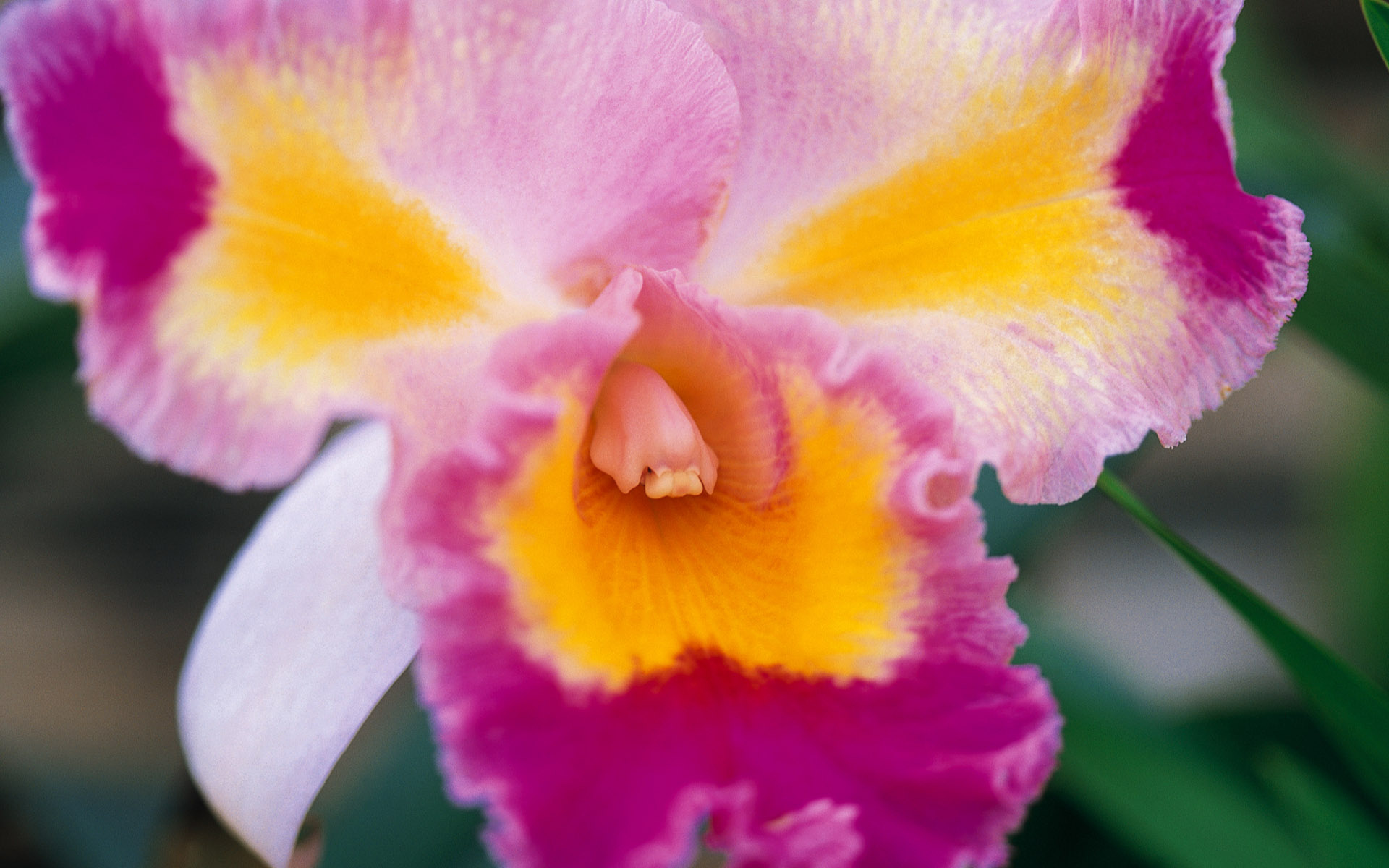 Download Flower Nature Orchid HD Wallpaper