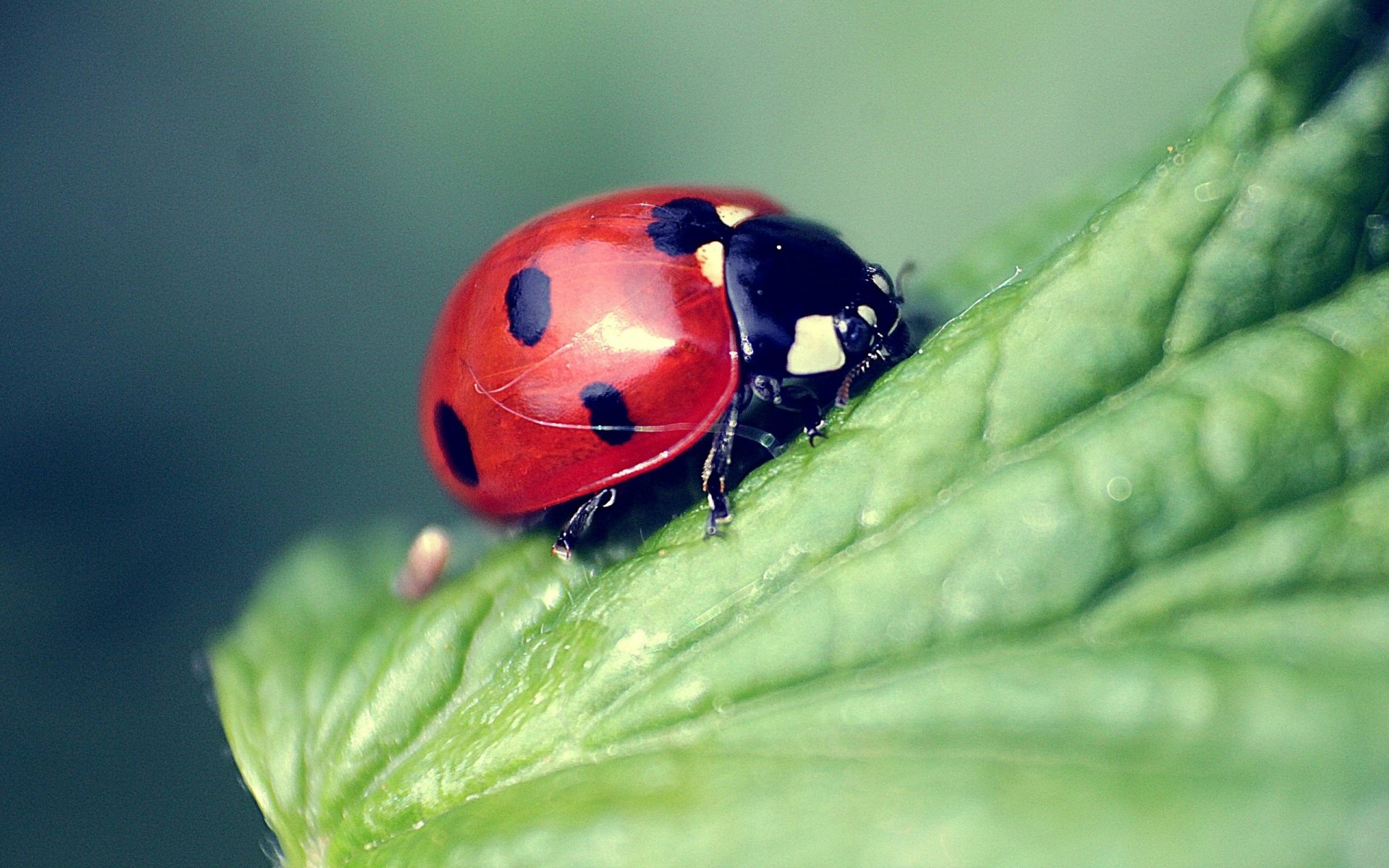 Download Animal Ladybug HD Wallpaper