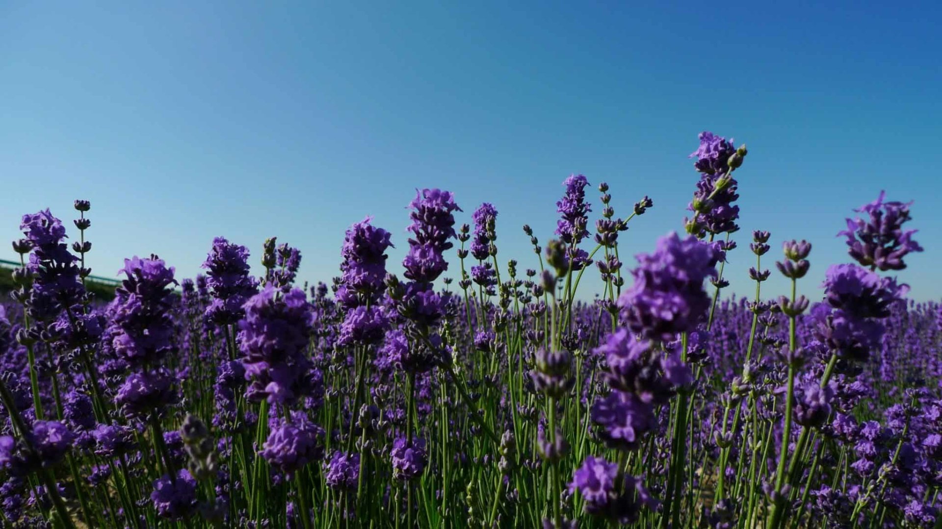HD desktop wallpaper showcasing a vibrant lavender field under a clear blue sky in a natural setting.