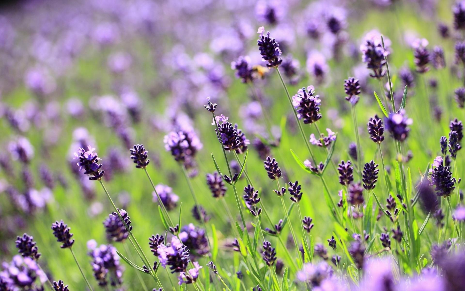 Download Nature Lavender HD Wallpaper