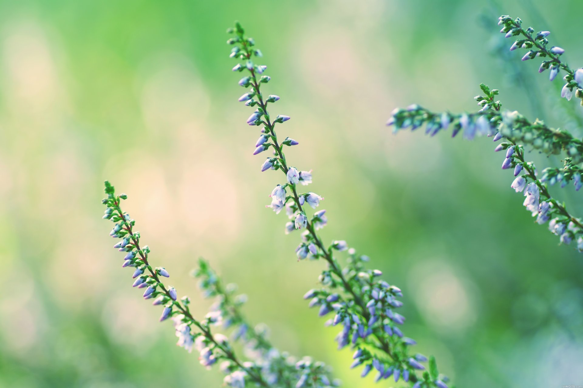 Download Nature Lavender HD Wallpaper
