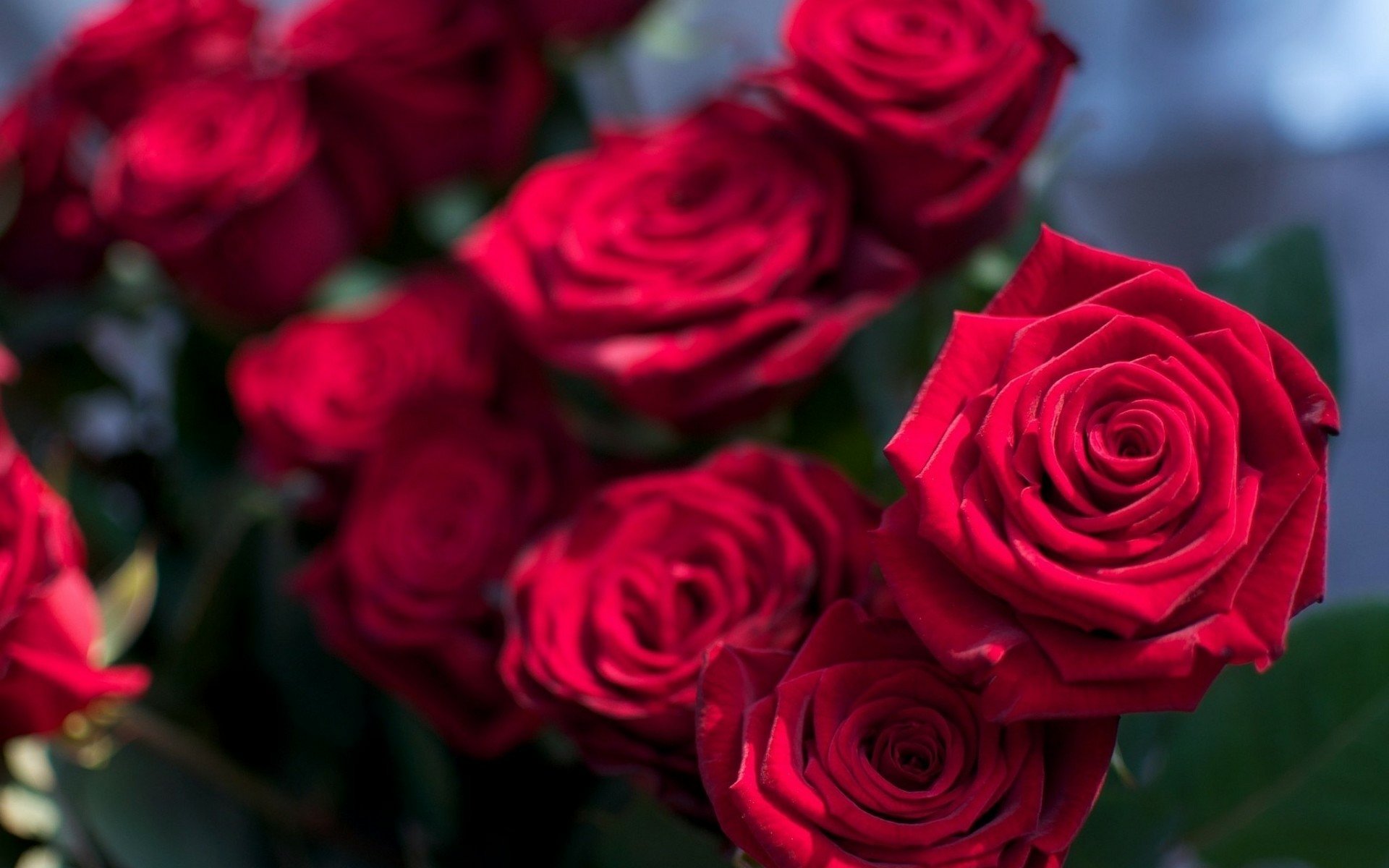 A vibrant display of red roses, capturing the beauty of nature. This HD wallpaper serves as a stunning background, showcasing the rich hues and textures of the blossoms.