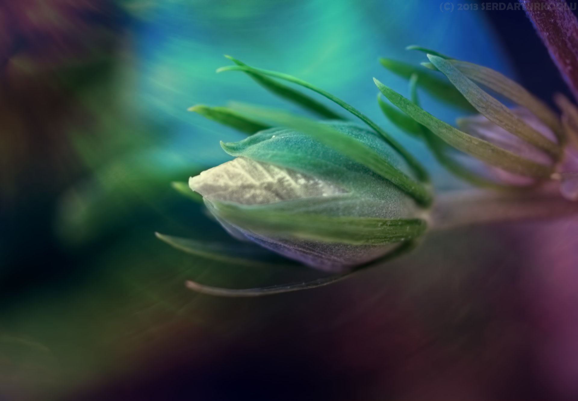 Download Nature Close-up 4k Ultra HD Wallpaper