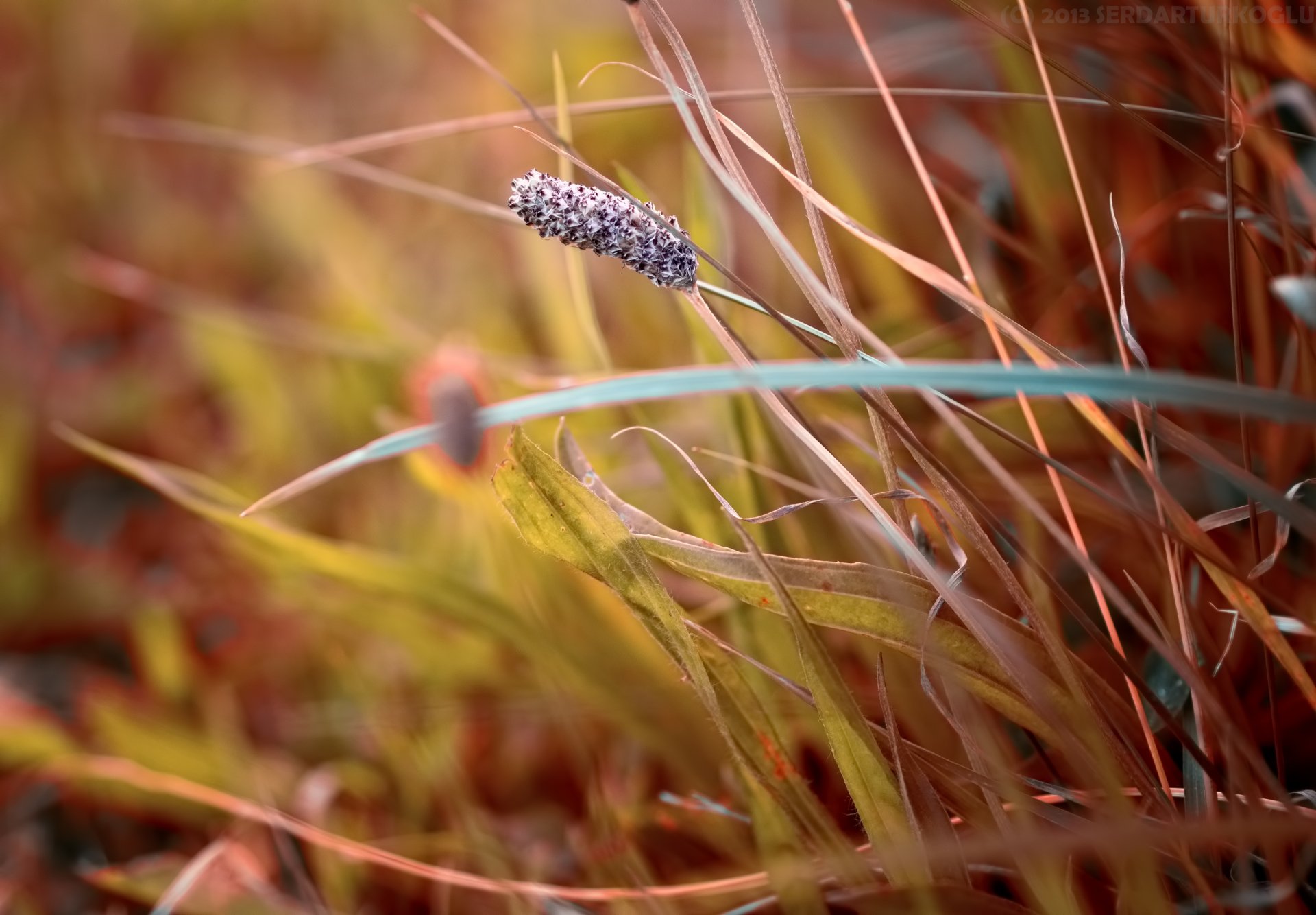 Download Nature Grass 4k Ultra HD Wallpaper